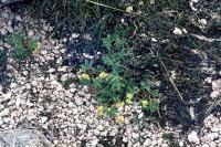 Alpine Ladie's-mantle grows by gravel