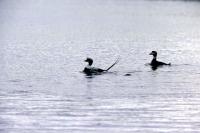 A pair of Long-tailed Ducks