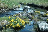 Marsh Marigolds growing at the edge of a burn