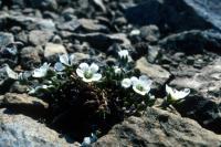 The sun shines down on some Arctic Sandwort