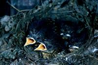 A nest of juvenile Robins