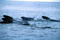 Pilot Whales