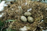 A nest of three Great Black-backed Gull eggs