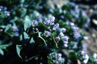 Oysterplant flowers in close-up