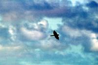 Saker Falcon cruising the sky