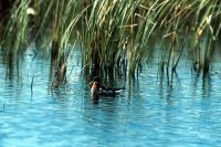 Red-necked Phalarope on the water