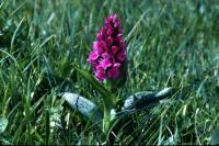 A Northern Marsh Orchid in close-up