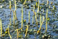 Mare's-tail growing in still water