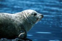 A Common Seal in profile against the blue sea