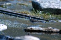 A Wood Sandpiper wades in a small loch