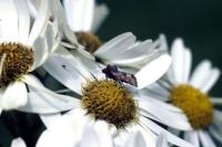 A moth on a Magellan Ragwort.