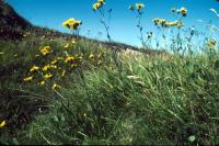 Hawkweed growing near a burn