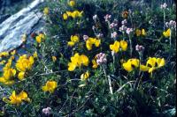 Bird's-foot-trefoil growing by a rock