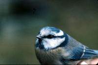 A Blue Tit in the hand.