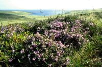 A clump of heather on the hill