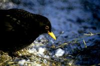 A Blackbird on a snowy day