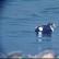 Juvenile King Eider