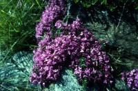 Wild thyme growing over the rocks.