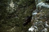 A White-tailed Eagle among the cliffs