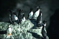 A group of Razorbills are joined by a Puffin
