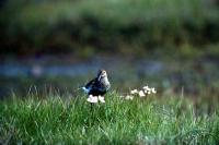  Dunlin