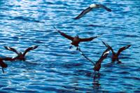 Great Skuas take flight