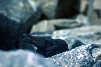 A Black Guillemot among the rocks