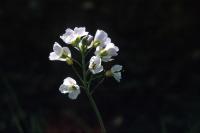 Cuckoo Flower in close-up