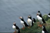 A group of Puffins  on a sea stack