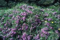 A patch of Wild Thyme grows next to a wall.