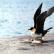 Pomarine Skua prepares to take flight