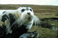 A Bearded Seal.