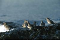 Purple Sandpipers