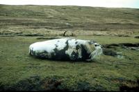 Juvenile Bearded Seal.