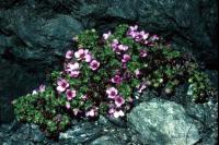 Purple Saxifrage growing in a rock crevice