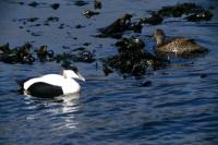 Eiders near the shore