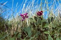 Sea Pea flowers against the sky