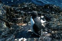 A lone Guillemot amongst the seaweed