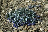 Oyster Plant