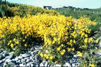 A patch of Monkey Flower grows near a beach