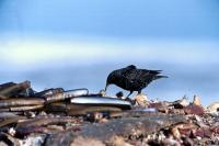 A Starling searches a shell dump for food