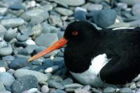 An Oystercatcher sits upon it's nest