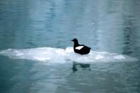 Black Guillemot