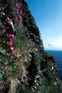 Red Campion on the face of a cliff