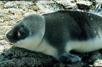  Hooded Seal pup.