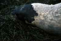 This Harp Seal came ashore at South Yell.