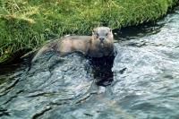 A Tame Otter.