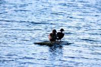 A King Eider shares a small stone