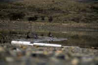 A Pale-bellied Brent Goose by a small loch