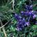 Heath Milkwort